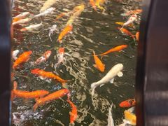-龙悦湾酒家·八阵鱼生·渔人码头店