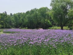 -上海滨江森林公园