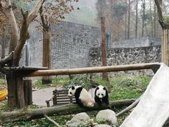 -都江堰中华大熊猫苑