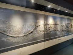 -安徽省地质博物馆