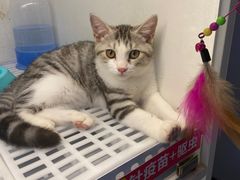 -lincat·猫舍(广州店)