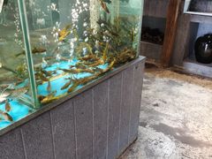 水产区-丹江渔村(首都机场店)