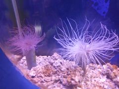 -沙沙哗啦海洋馆(华宇百花谷店)