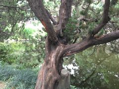 -叶家花园