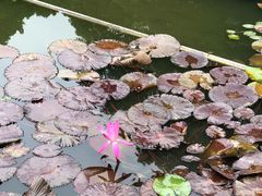 景点-四海公园(南山区)
