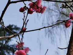 -洛阳市隋唐城遗址植物园