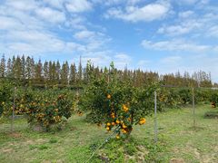 -前小桔亲子创意农场·草莓采摘·露营烧烤