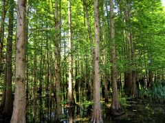 -桤木河湿地公园