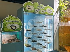 -上海大自然野生昆虫馆(东方明珠·爬宠昆虫探索中心)