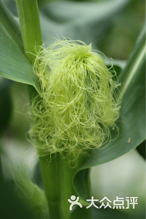 甜蜀黍(山东总代理)图片 - 第2张