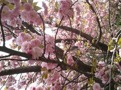 -西安青龙寺遗址景区