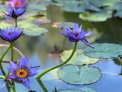 -国家植物园南园