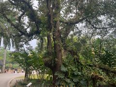 -中国科学院西双版纳热带植物园