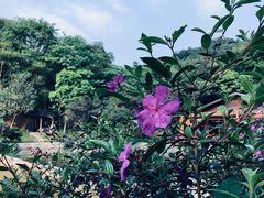 -云溪植物园