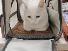 -艾贝尔宠物医院·24H转诊中心·肿瘤猫专科(江宁双龙店)