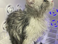 -熊小胖宠物生活馆(天华园店)