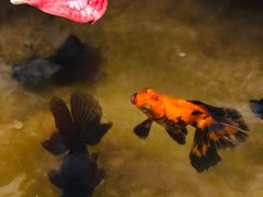 -郭家大院(新源店)