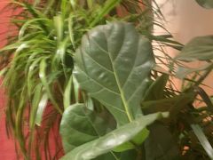 -桂满陇·蟹黄小笼汤包(中山公园店)