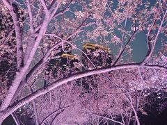 -西北湖绿化广场