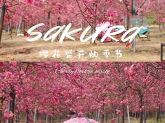 -天适樱花悠乐园