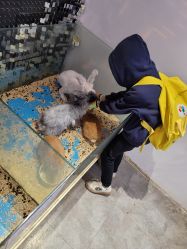 -神奇动物撸宠馆·羊驼·小浣熊·异宠(豫园店)
