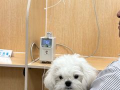 -美联众合动物医院·24h京西诊疗中心