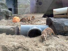 -深圳野生动物园