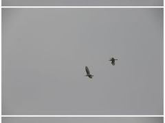 -大湾区中央湿地公园