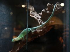 -酷以爬仙阁实体爬宠店·守宫·蜥蜴·专业繁育