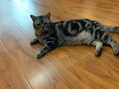 -猫爪屋猫咖(乐汇城店)