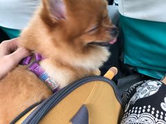 -宠物之家Pets Home 宠物寄养酒店