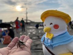 -南汇嘴观海公园