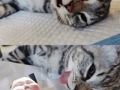 -佳雯宠物医院(四明中路分院)