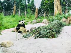 -都江堰中华大熊猫苑