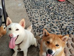 -柴犬高等学院·狗咖·柴犬售卖·宠物训练