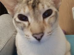 -MOCHA明星猫咖(田子坊店)