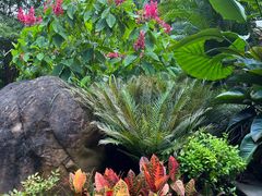 -深圳仙湖植物园