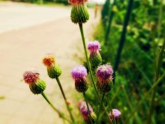 景点-杨柳青园艺科技博览园