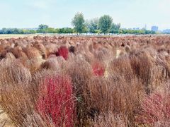 -汉长安城未央宫国家考古遗址公园