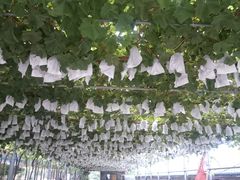 -白鹿原葡萄主题公园