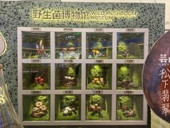 -芸山季·云南山珍菌火锅(南翔印象城MEGA店)