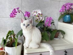 -喵zoo家庭繁育猫舍(尖东智能花园店)