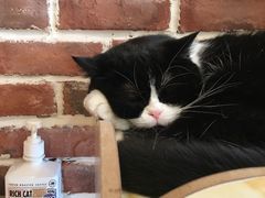 -猫友咖啡店(玉林西路店)