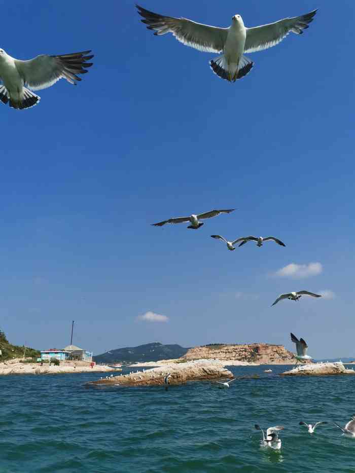 长岛万鸟岛-"美团180--190,有很多当地人会说帮."-大众点评移动版