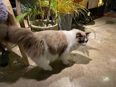 -咖法森林·咖啡  酒吧(天河店)