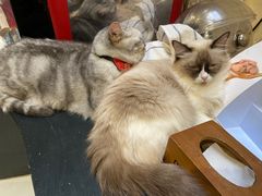 -猫色咖啡·猫咖