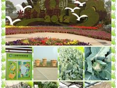 -上海都市菜园