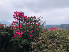 -贵州百里杜鹃风景名胜区