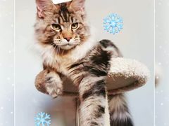 -十年猫舍·猫咪专门店(普陀店)