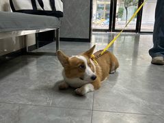 -半岛宠物医院24小时(白果林店)
